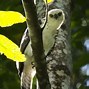 Mimpi Dapat Burung Elang Artinya